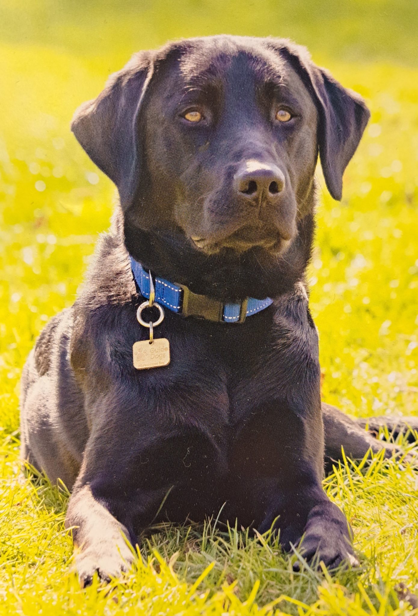 our-new-guide-dog-puppy-lindsay-johnson-opticians